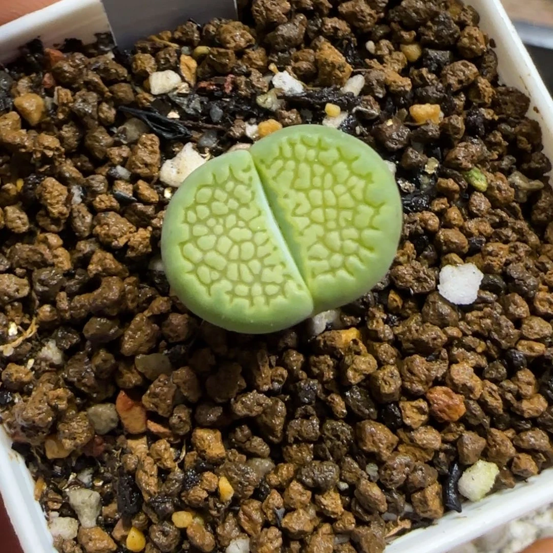 12.24。   绿巴黎。   2045