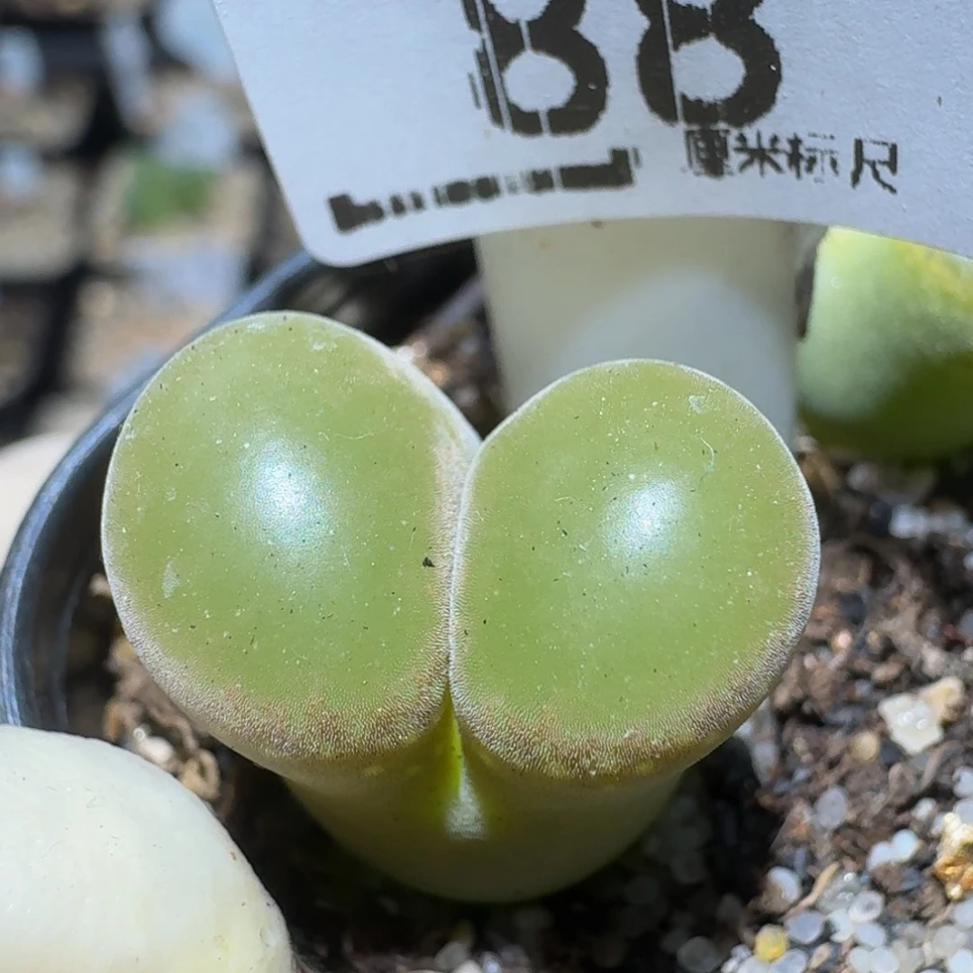 zzzzz生石花肉锥88磁铁