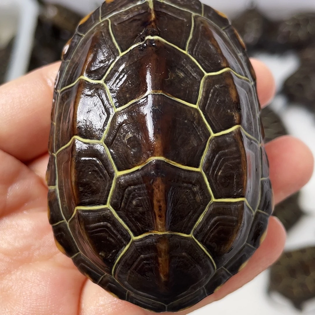 中华草龟公苏北金线草龟外塘龟