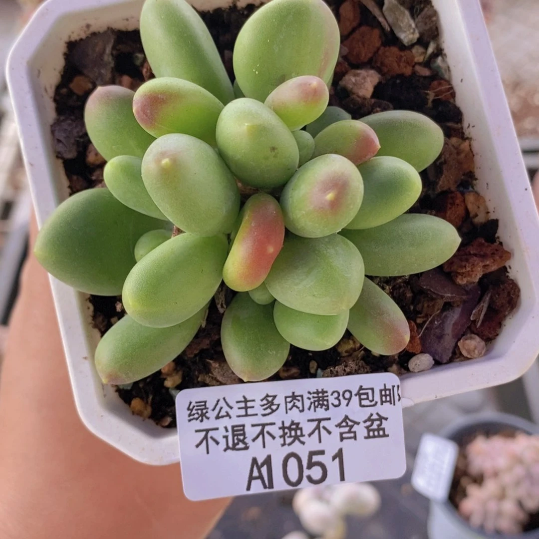 芒果奶7cm051多肉植物