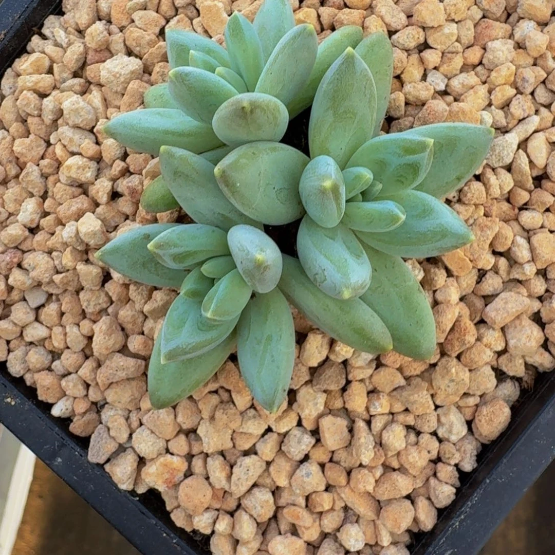 波光 3头 一物一拍