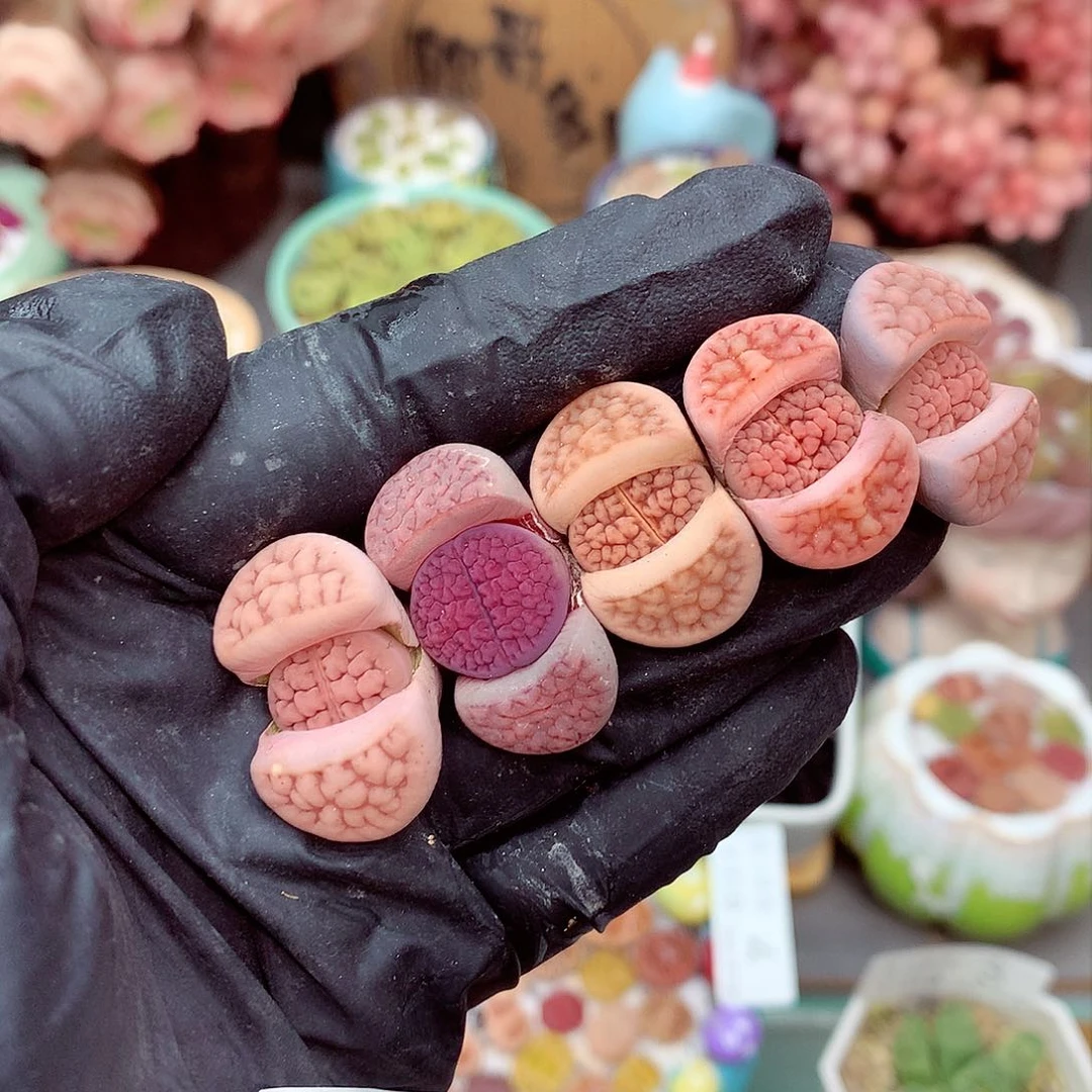 郎哥多肉生石花10-55