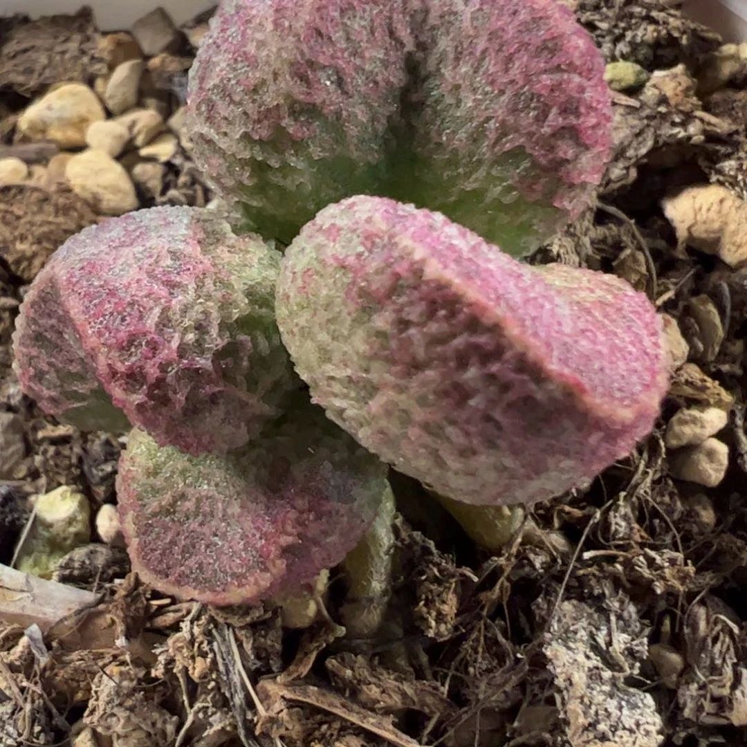 实生新品冰腰子多肉植物