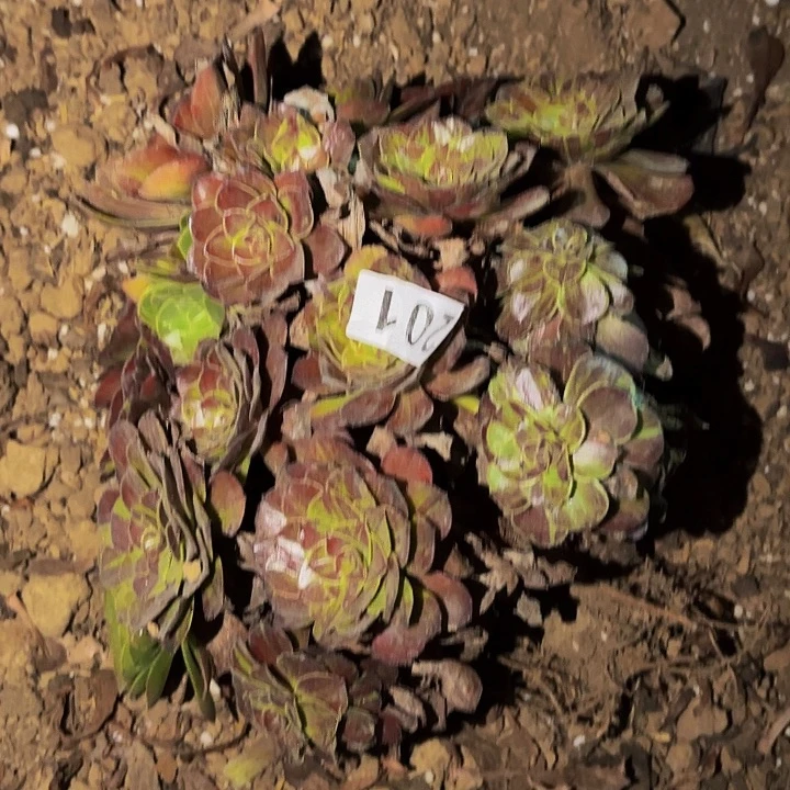 201花月夜多肉植物不售后
