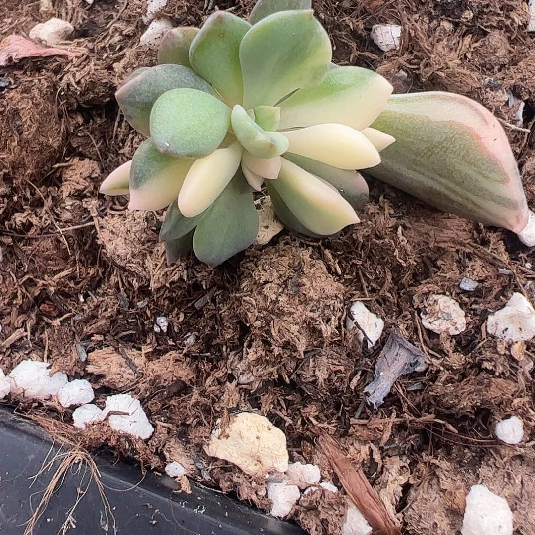 锦***已多肉植物多肉植物