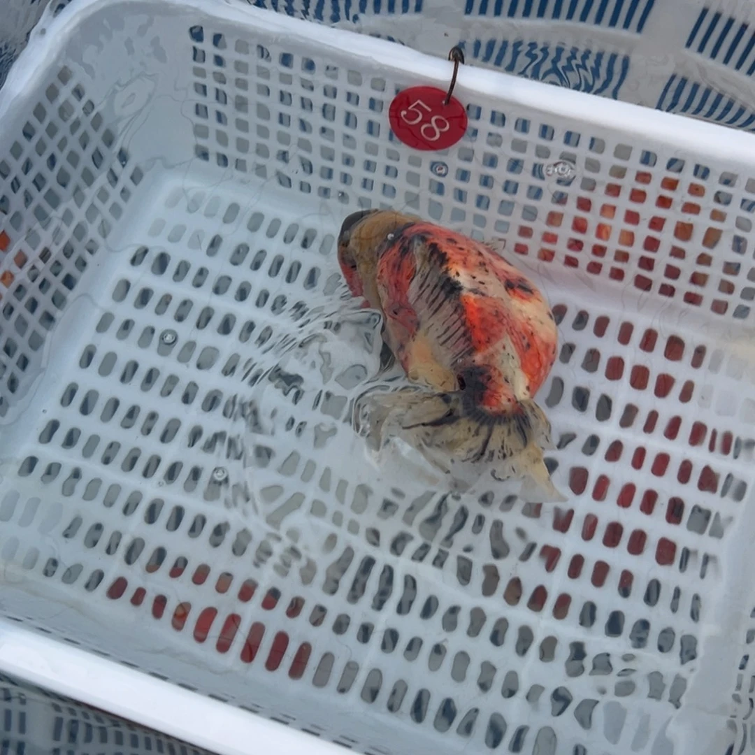 地***涵金鱼你好吗我好想