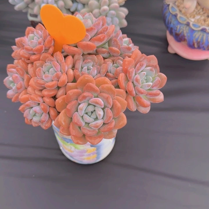 *****58649多肉植物一物一拍