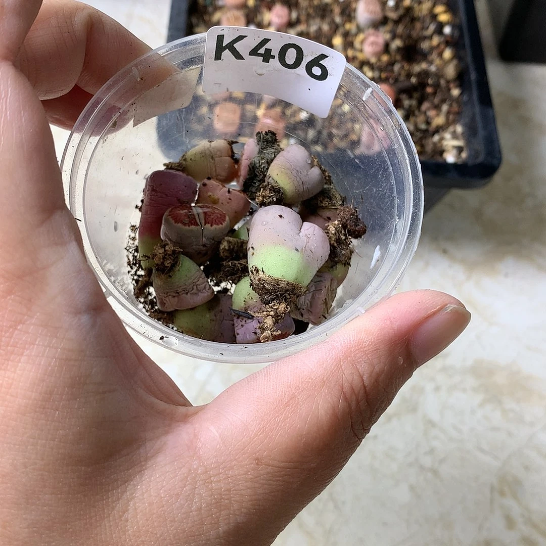 有*吃K406多肉植物保护