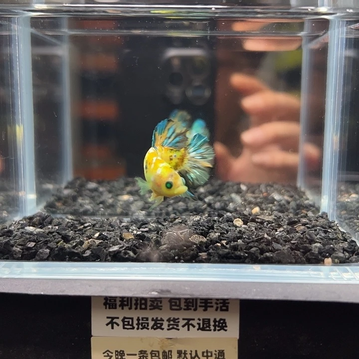 斗鱼竞拍跑单拉黑14日129