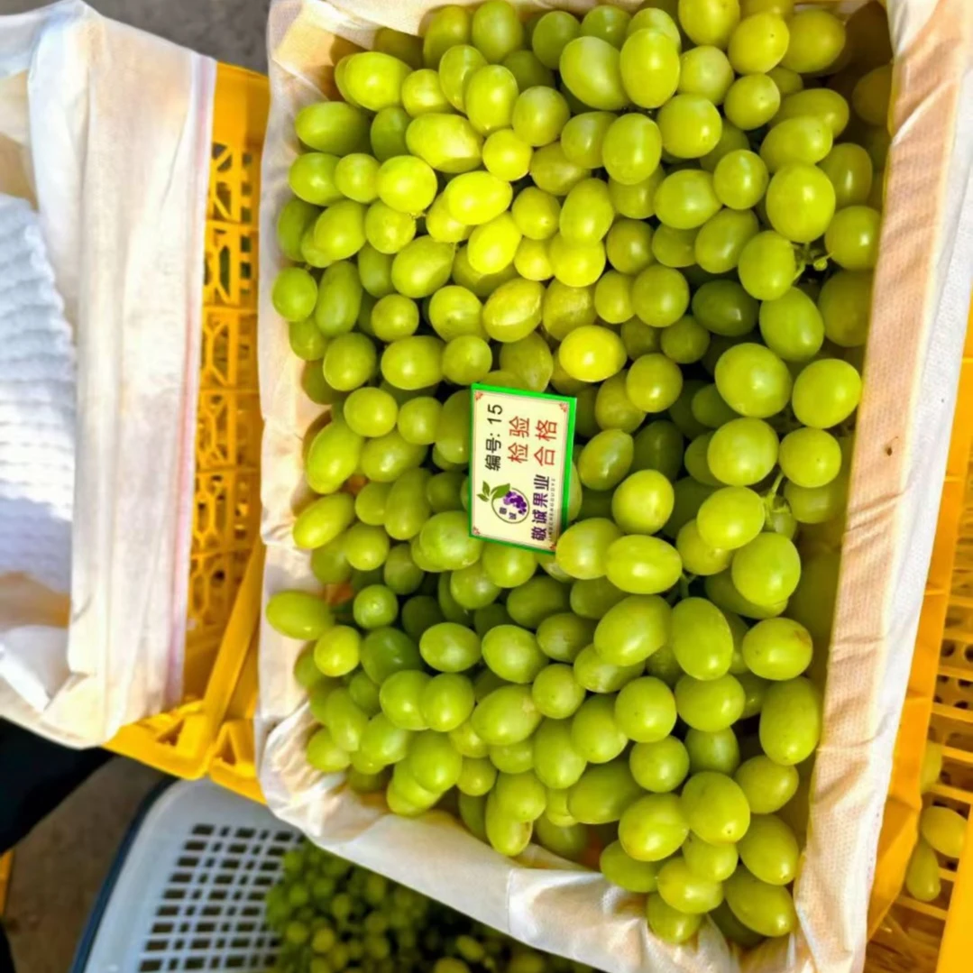 新疆！马奶提葡萄！净果4.5斤！冷链发货葡萄同城送陕西省