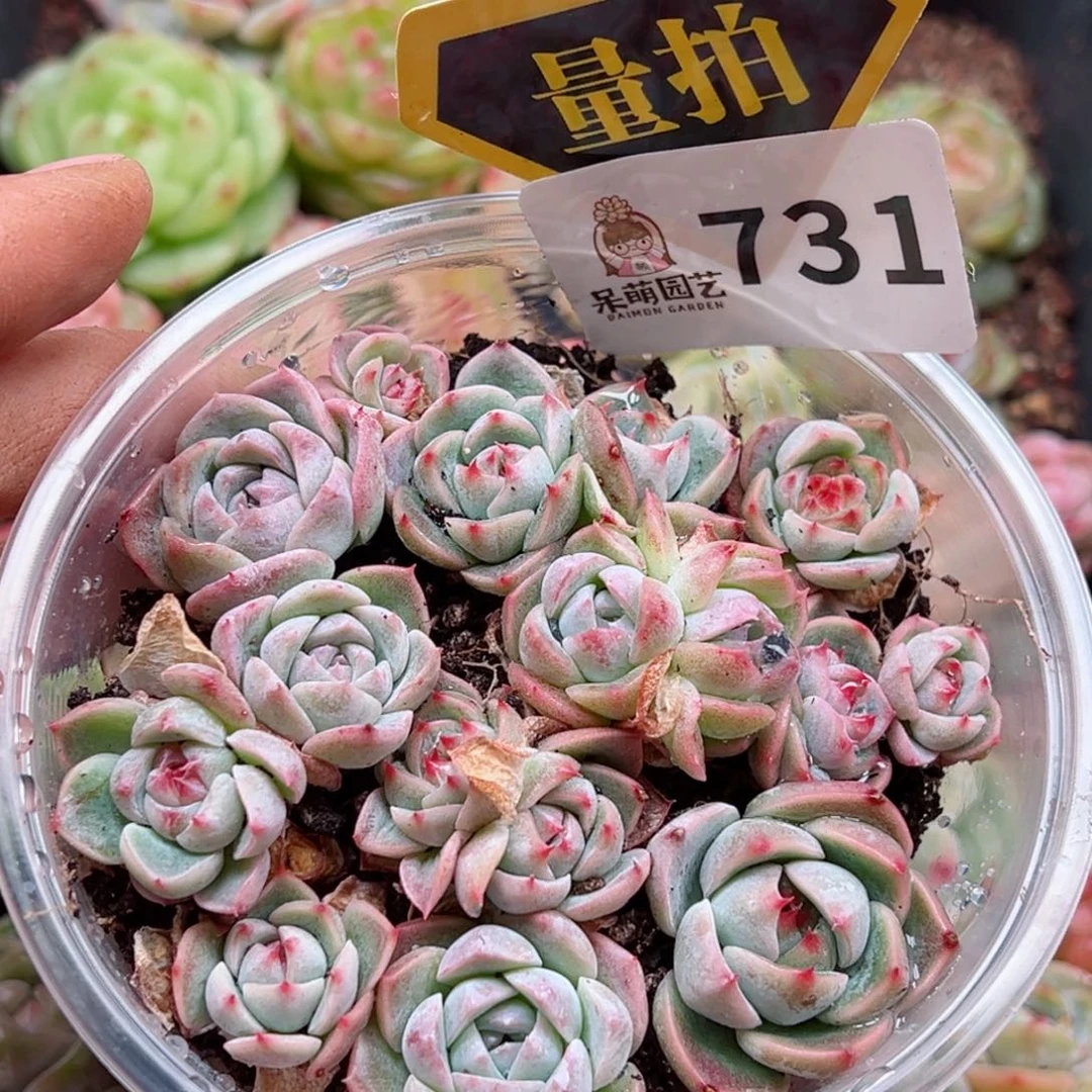 多肉植物多肉植物