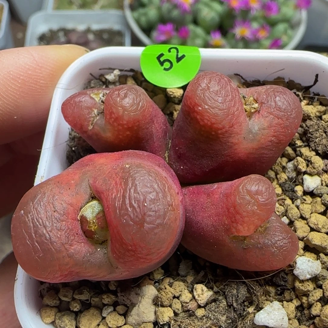 四头漂亮多肉植物52