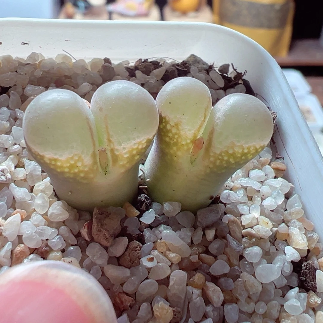 103-394多肉多日翻窗