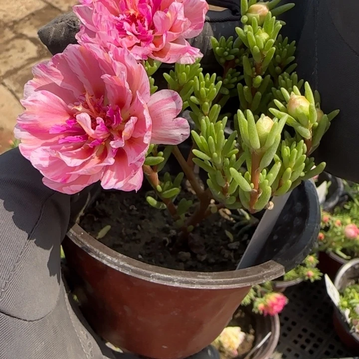 无花朵量拍百褶裙超小苗盆口10cm