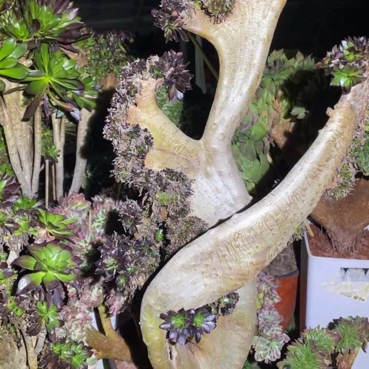 咪****9黑法师缀化法师多肉