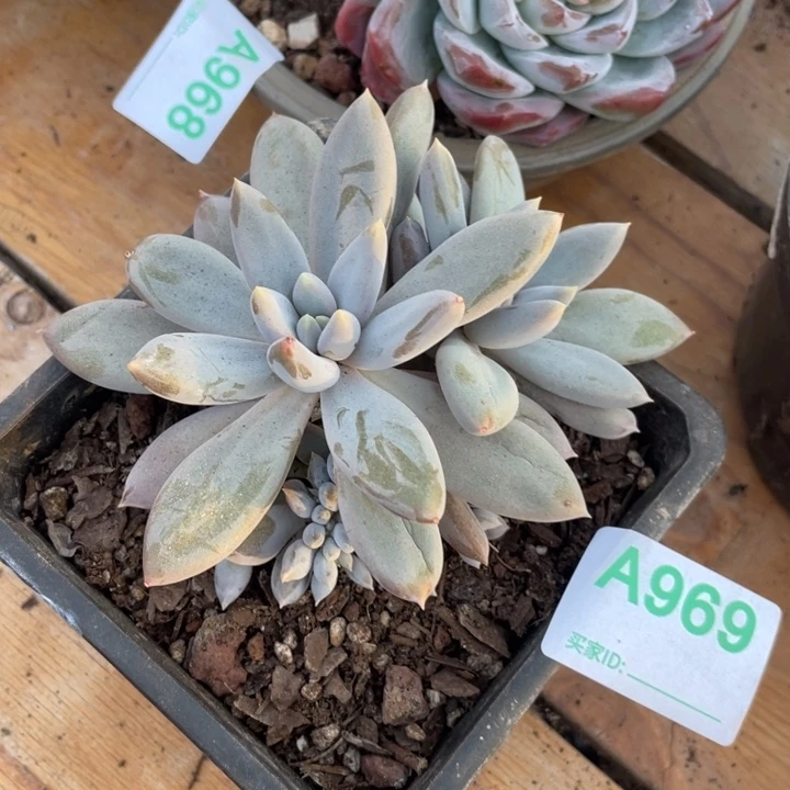 哈哈哈哈哈哈哈哈哈969