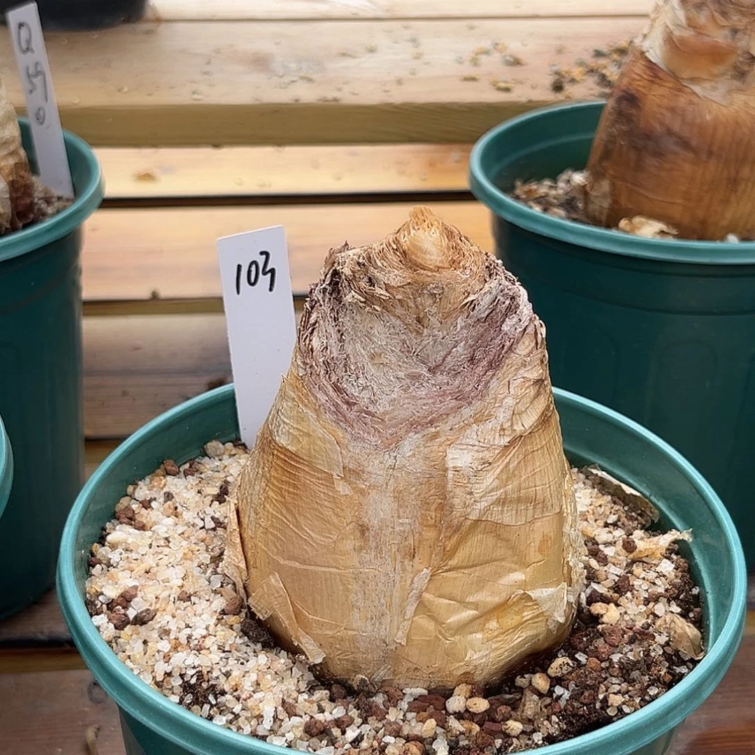 乔**我潮流植物 潮流植物