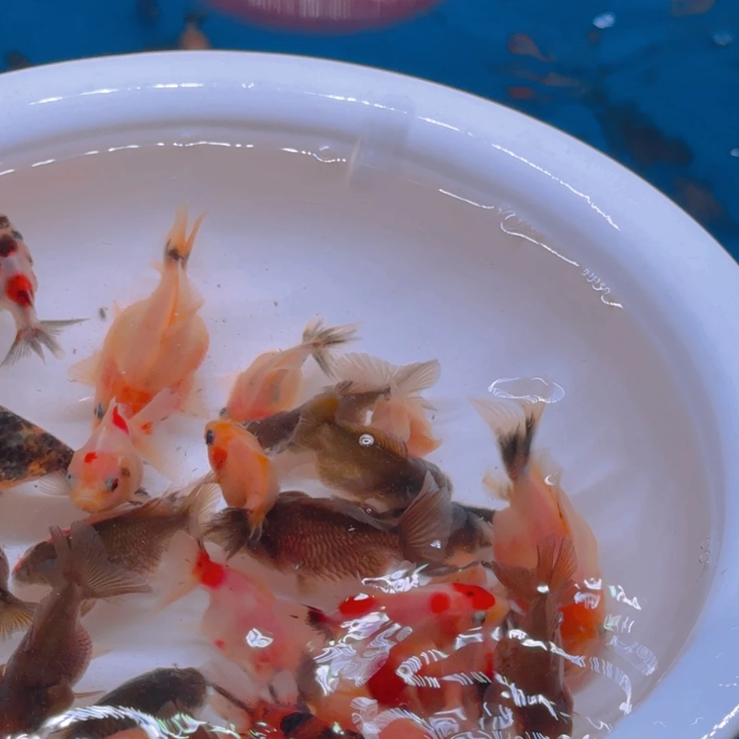 斑马鱼无售后包邮到家