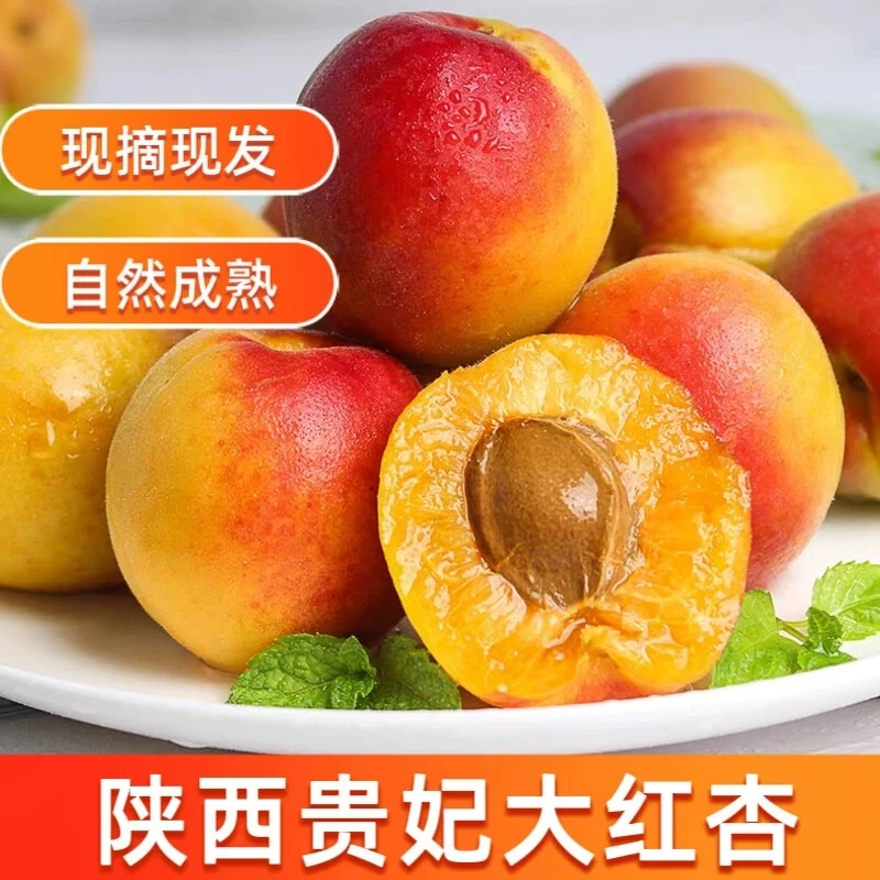 【现摘现发】陕西贵妃红杏水果新鲜