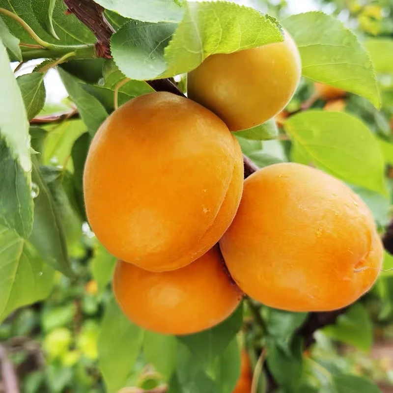 【现摘头茬】甘肃新鲜当季水果大黄杏脆甜多汁酸甜5斤包邮孕妇水果