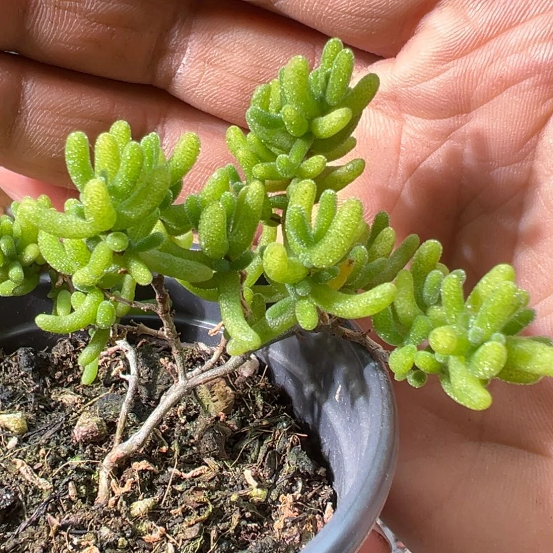 糖球花斑锦90杯老桩福利