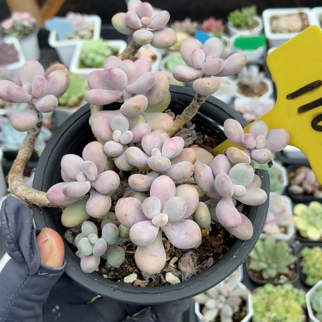 1102桃蛋多肉植物多肉