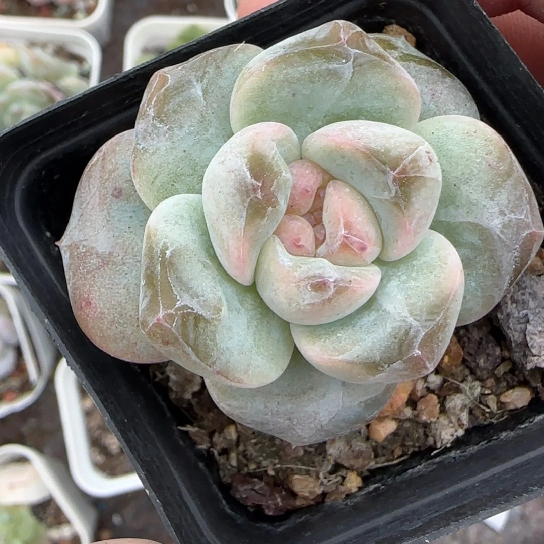 小卡拉米糖心一物一拍