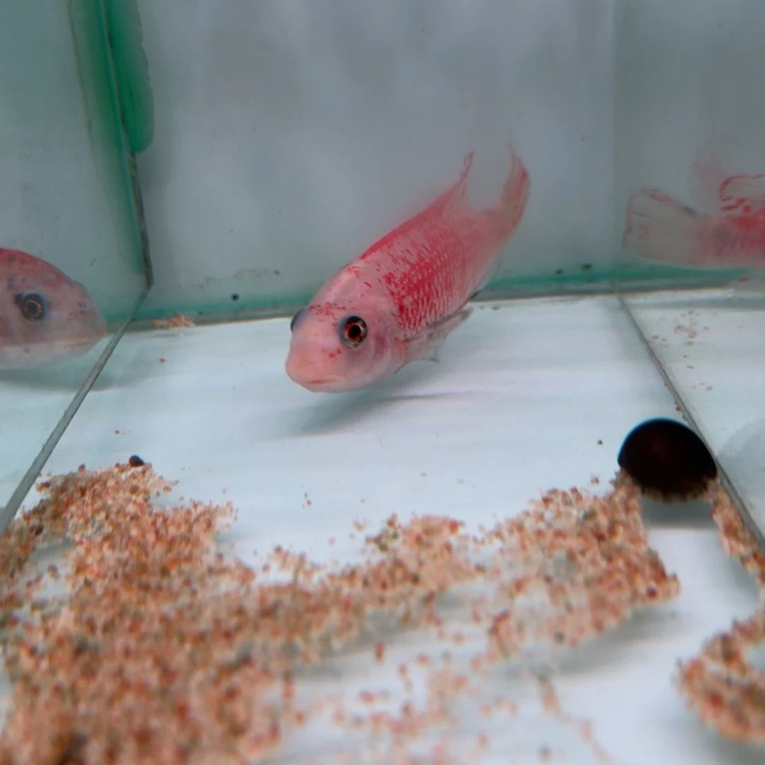 爱***拉海水鱼49号白红花o公