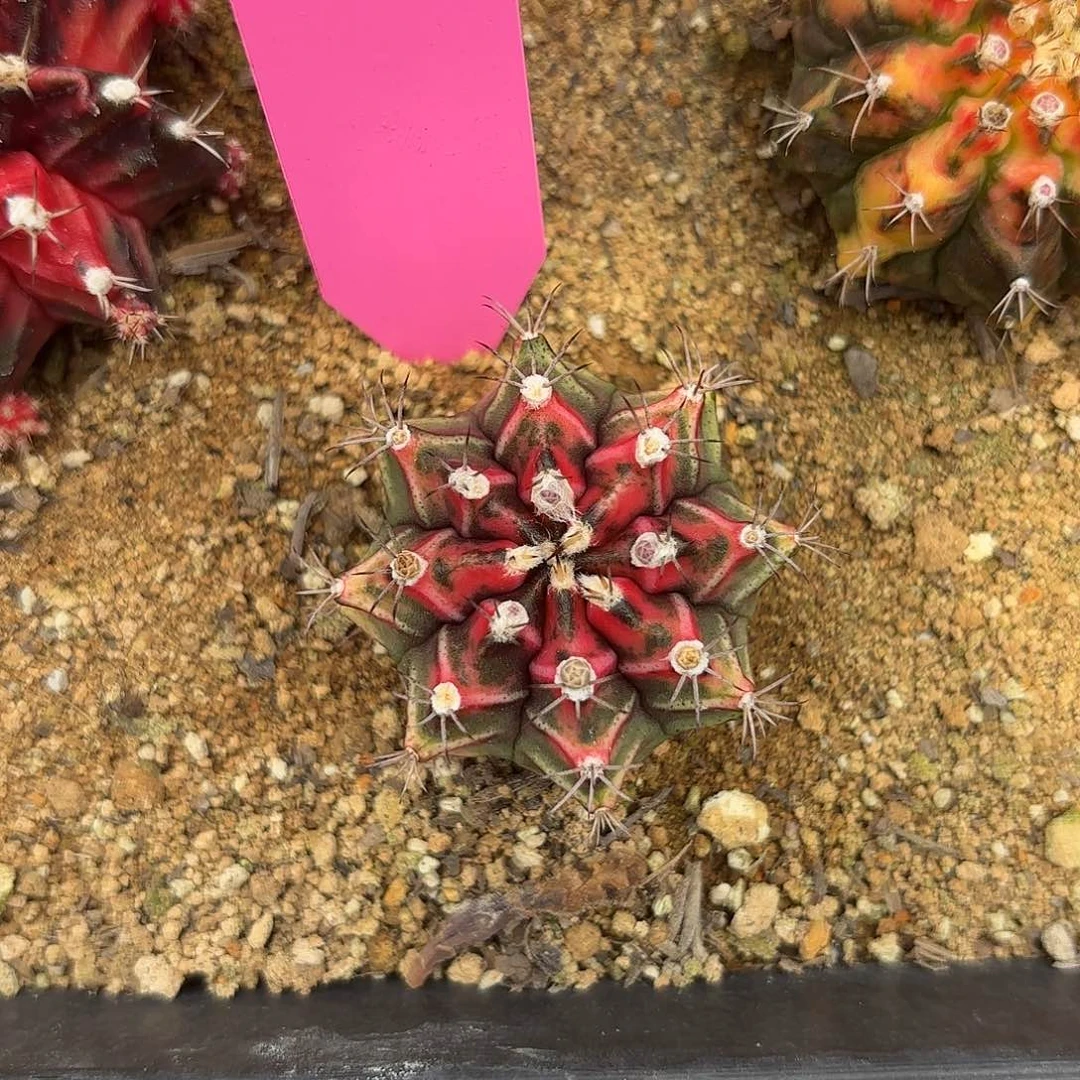 88-0906泰国发货米哈