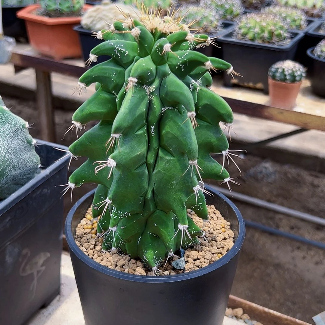 角尤般若wwwwwwwwwwww