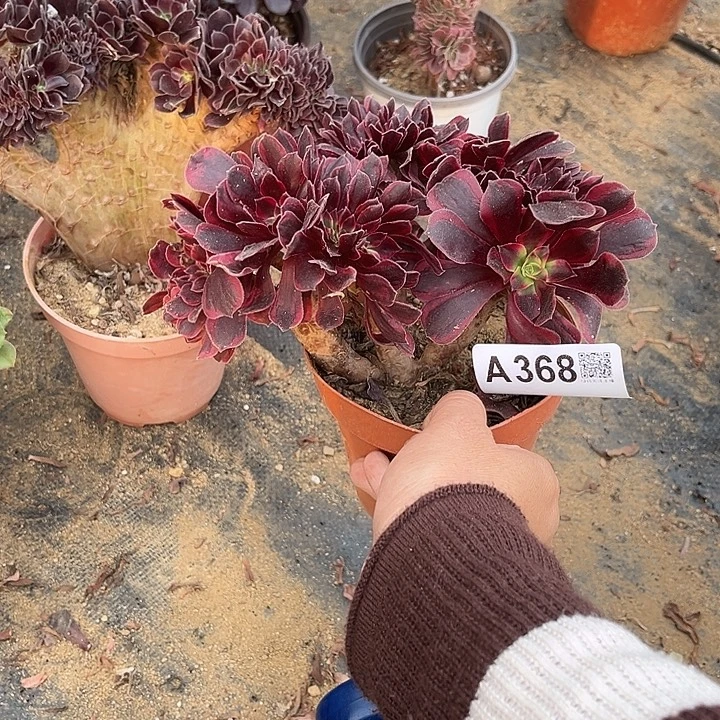 368美杜莎不大满28包邮