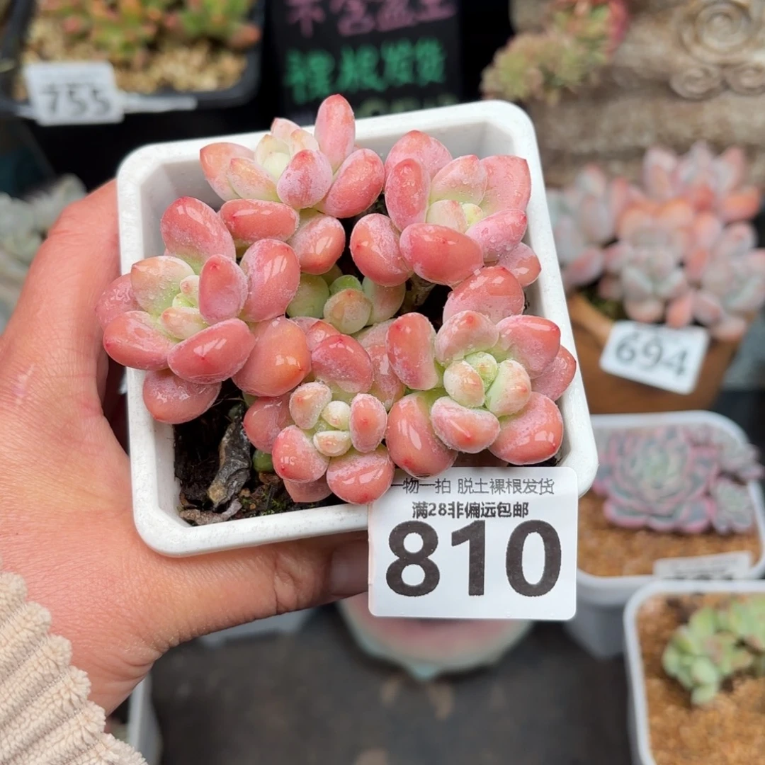 红洛神无盆土发货