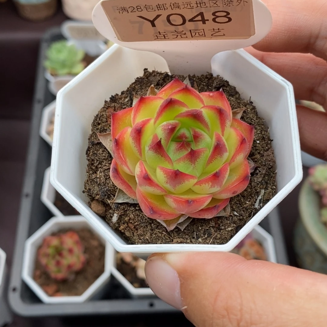 0048 月亮石单头 4cm