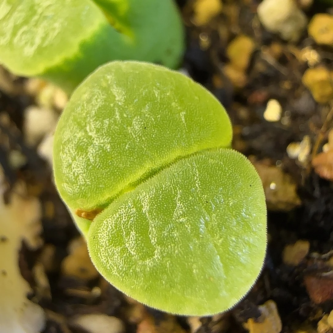 y400极窗风铃一物一拍