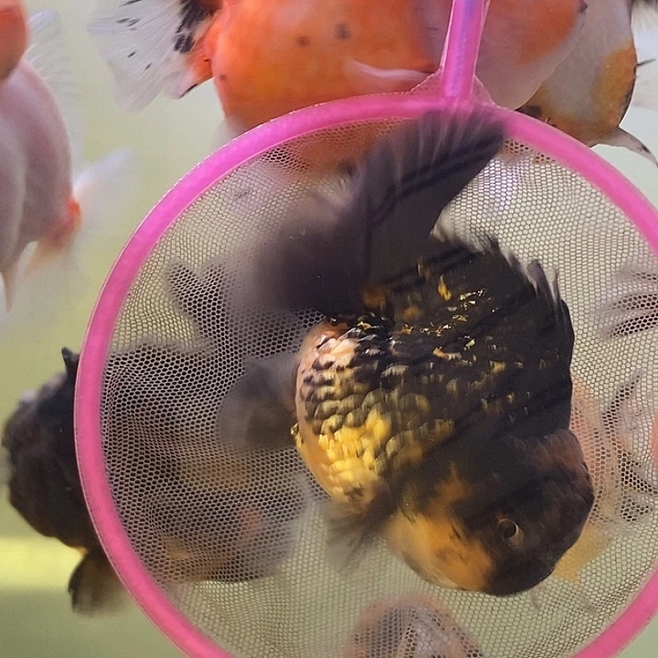 海水鱼精品泰狮系列