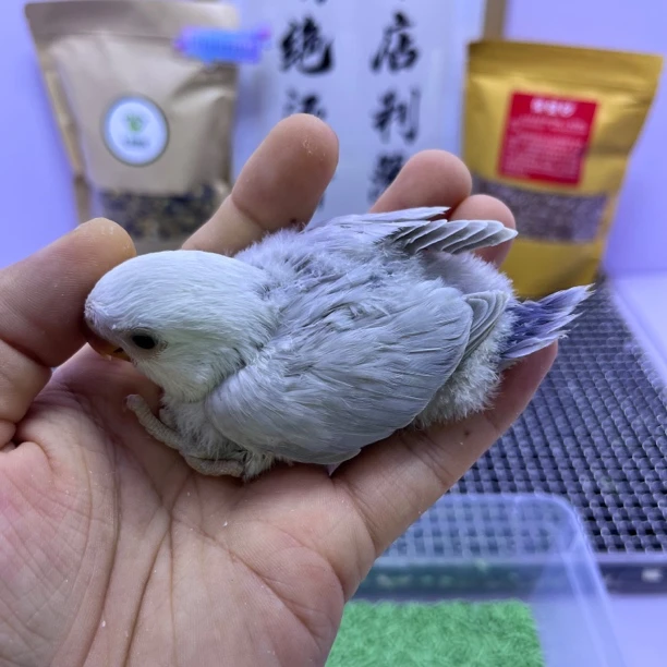 精品重色紫面伊莎公L35367-牡丹鹦鹉