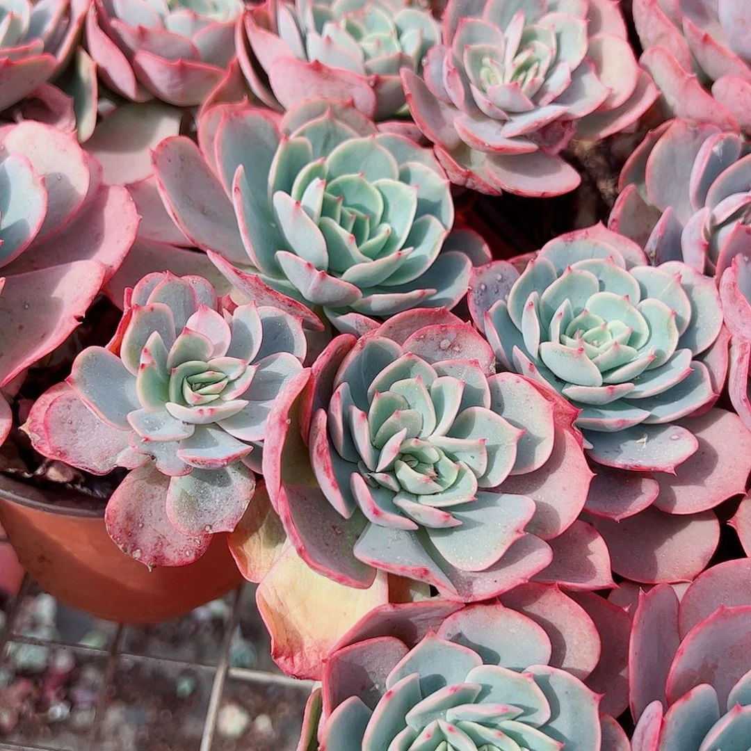 白雪公主多头大盆群