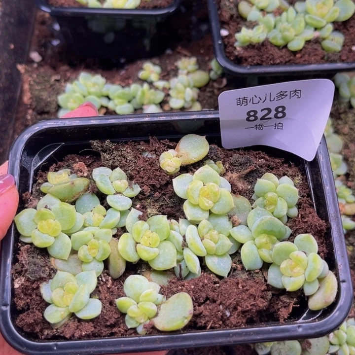 828 绿透切糕多肉植物