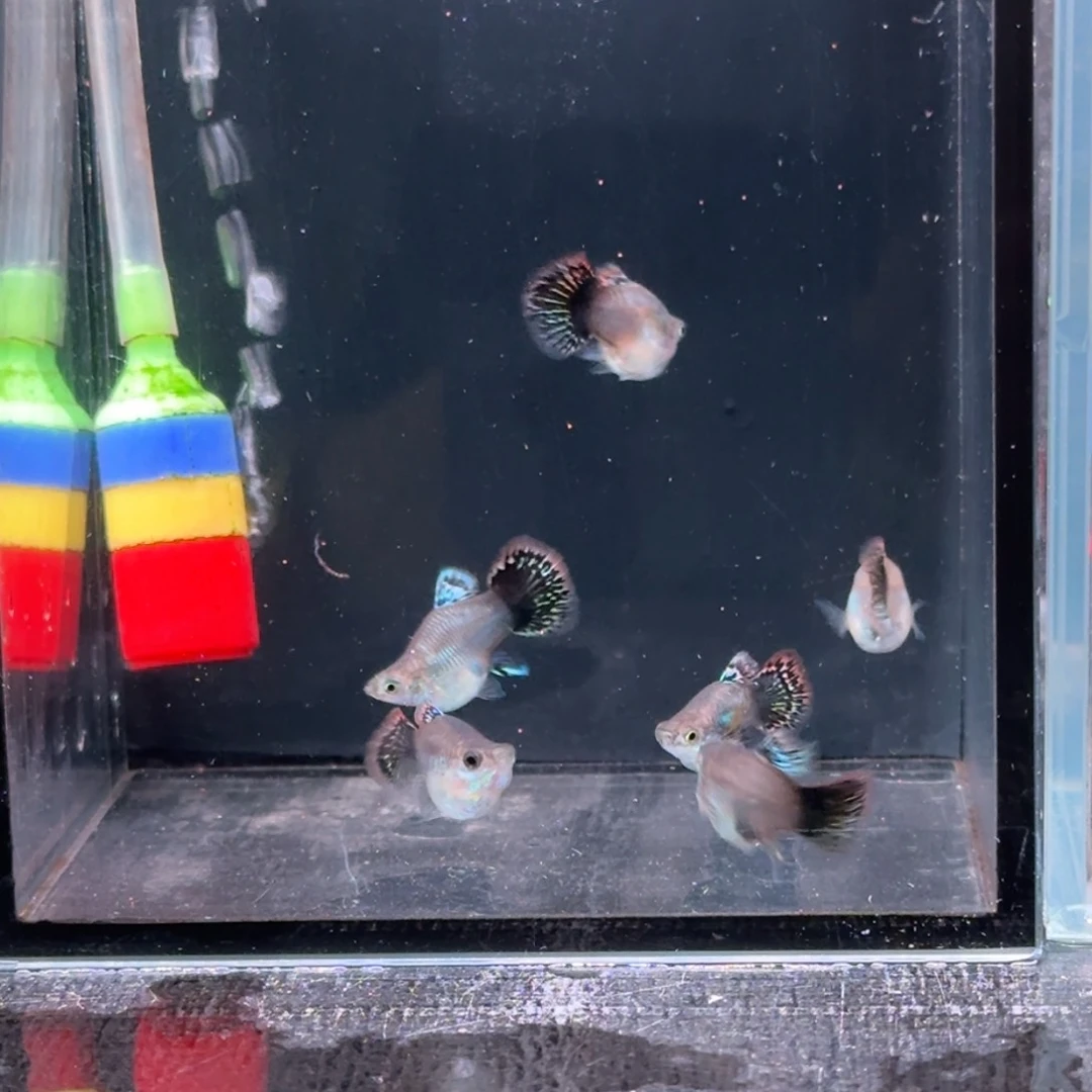 孔雀鱼丹****虾苗20只