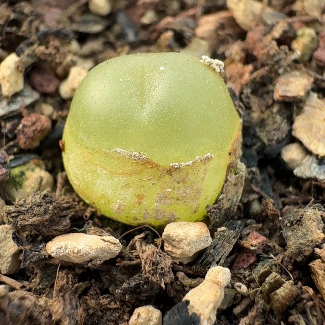 25-43带盆拉拉0000000000