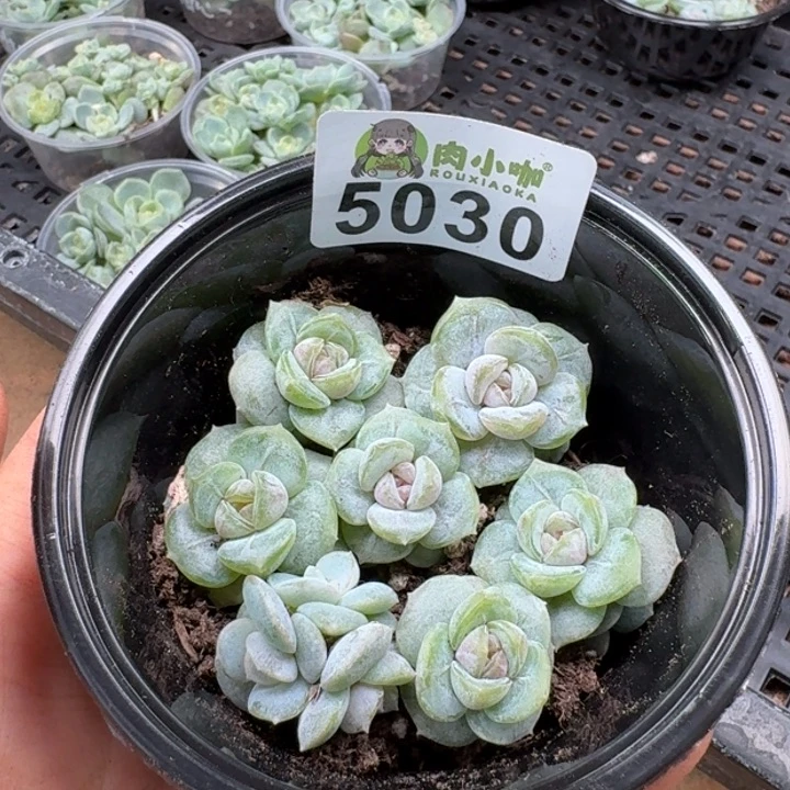 多肉植物多肉植物