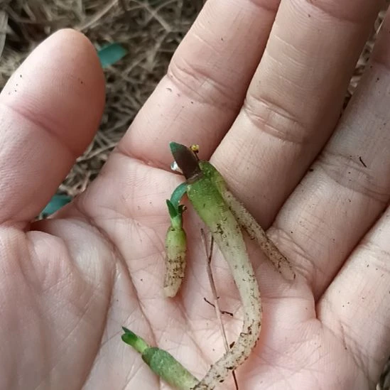 用***1无花朵特色花卉君子兰小苗