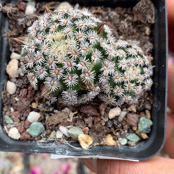 92 实生克氏丸5厘米