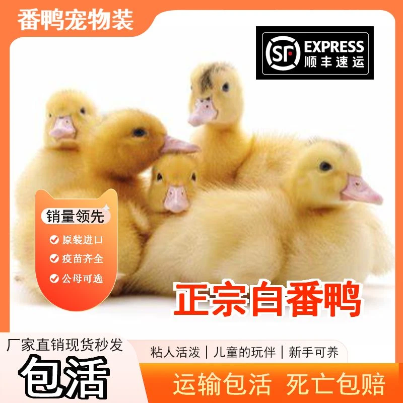 【10只装】正宗纯种白番鸭快大肉鸭农家散养观赏鸭【宠物鸭】