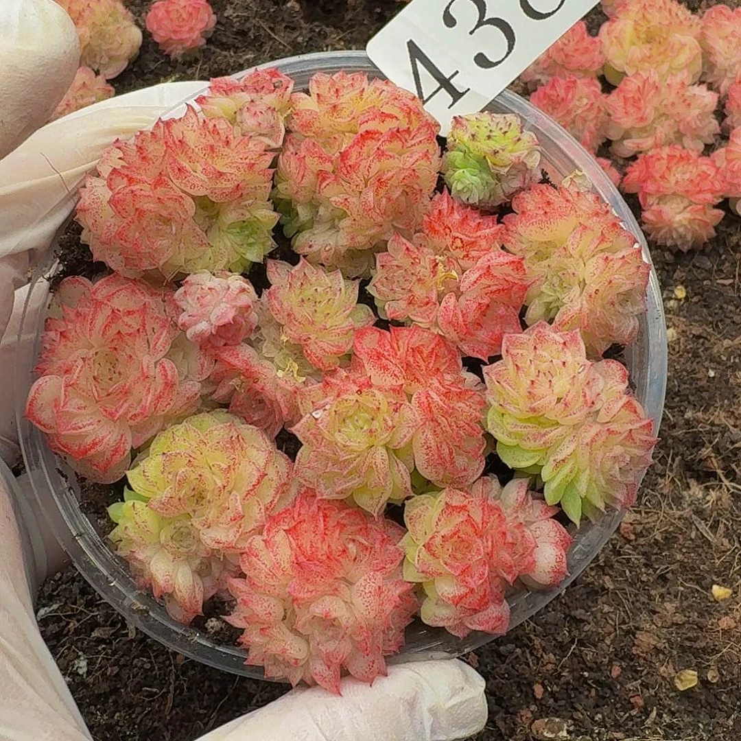 多肉植物多肉植物438