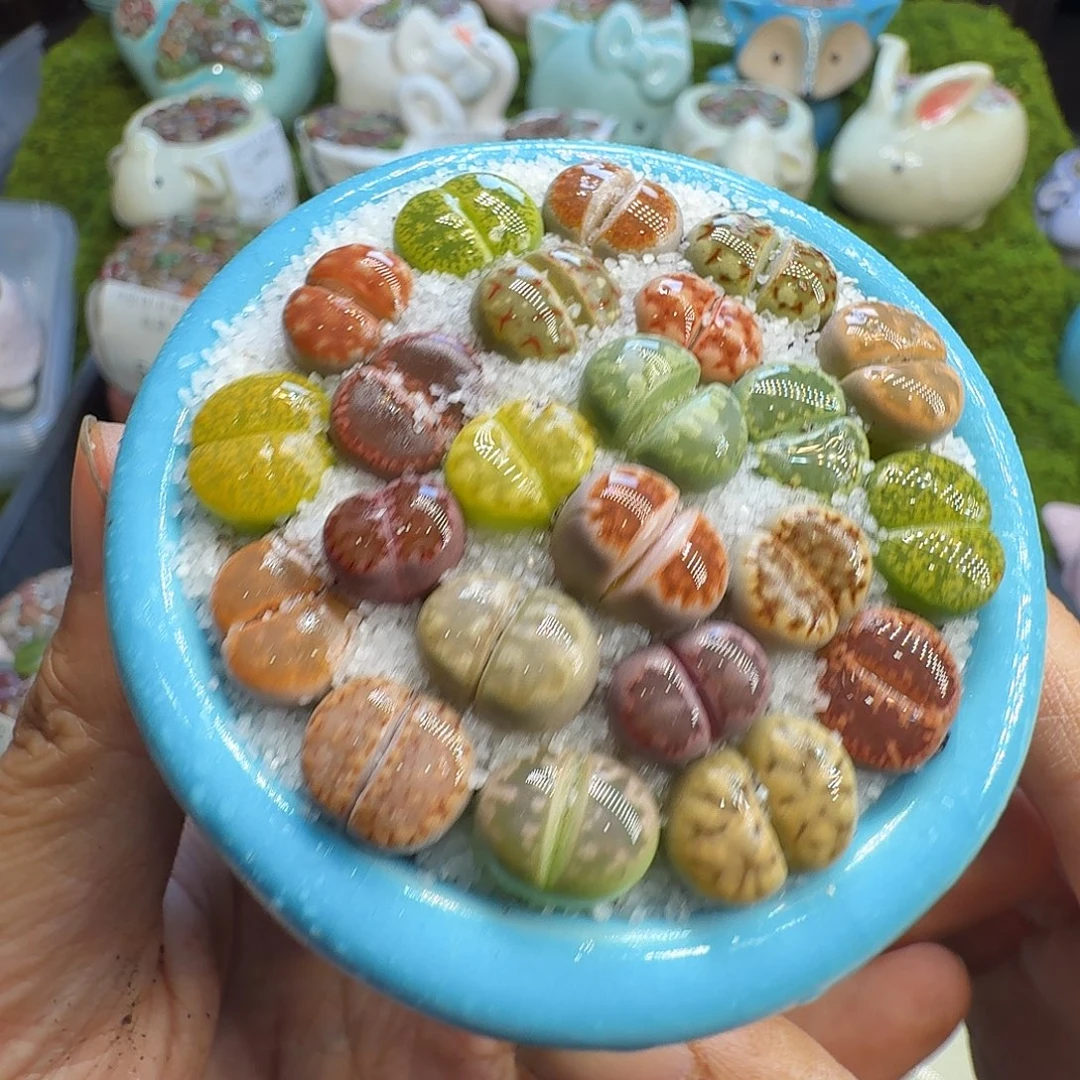 多肉植物福利冲565