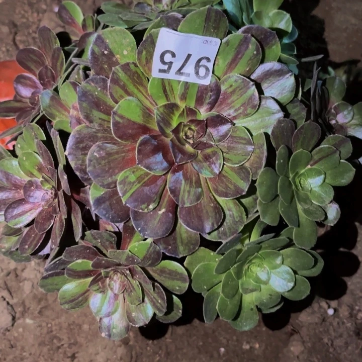 975花月夜多肉植物不售后