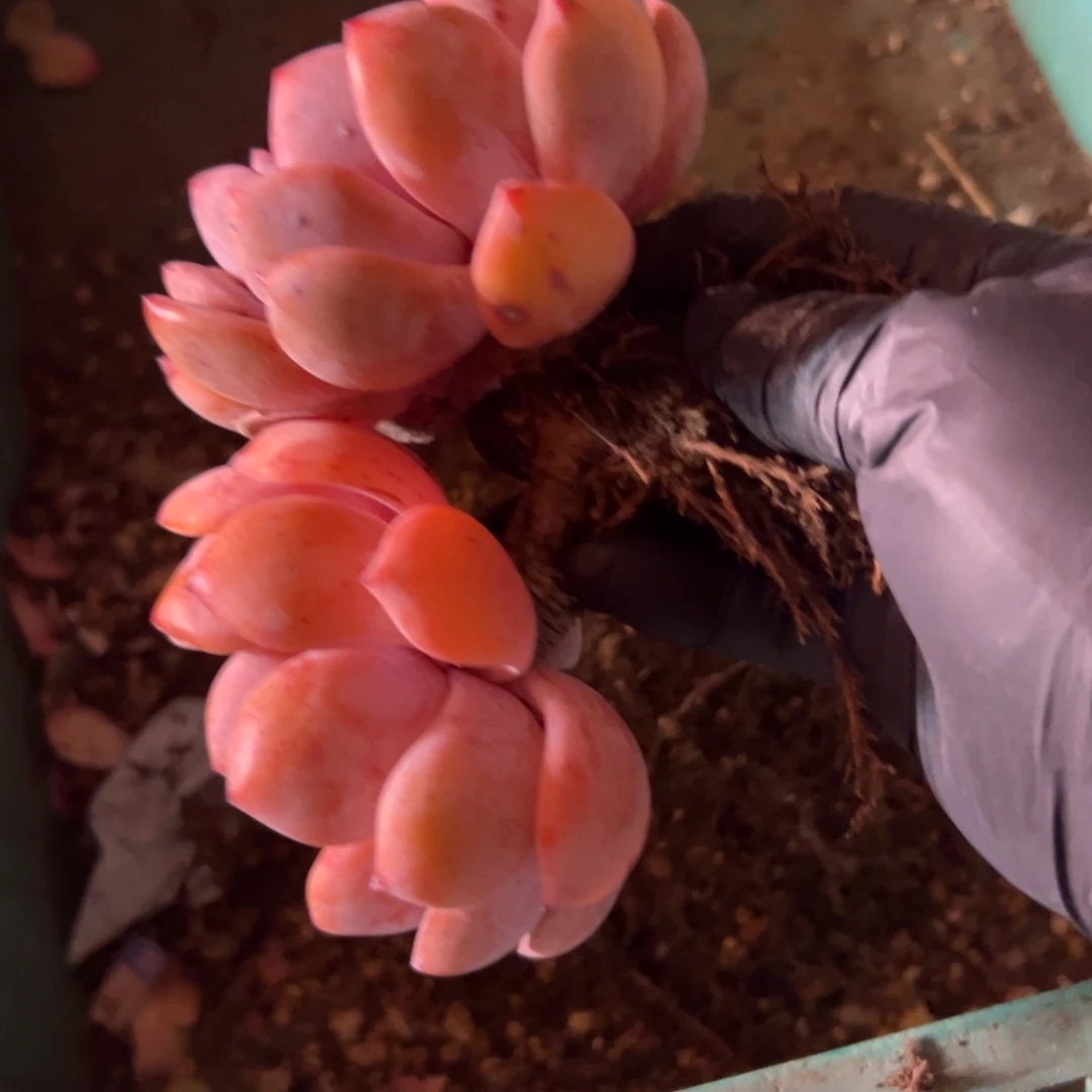 沐***哒双头星影橙梦露老庄000000