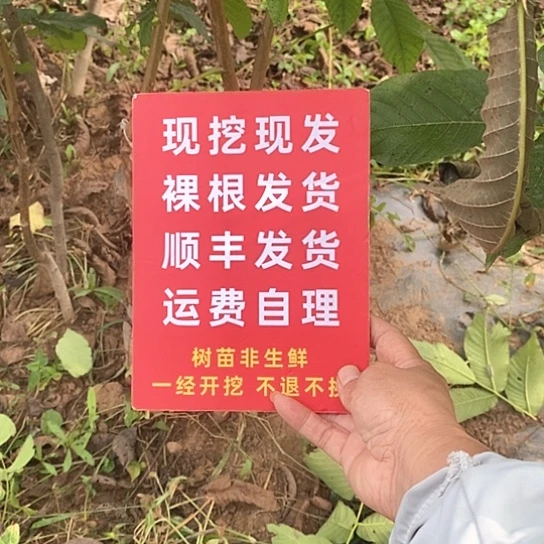 雷***广吊坠文玩核桃文山顺丰到付