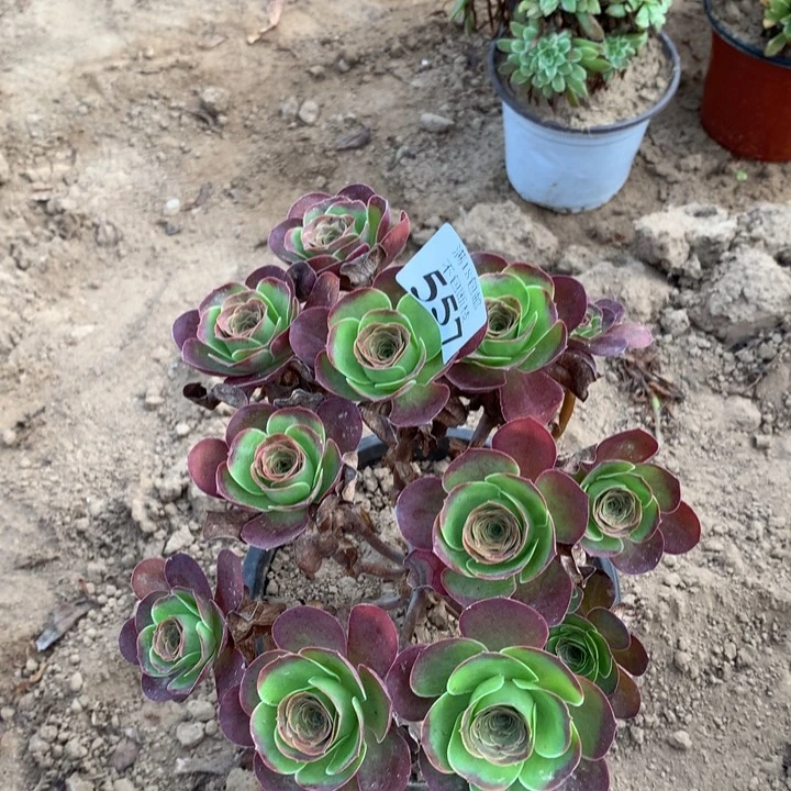 557魅金玫瑰绣球2号